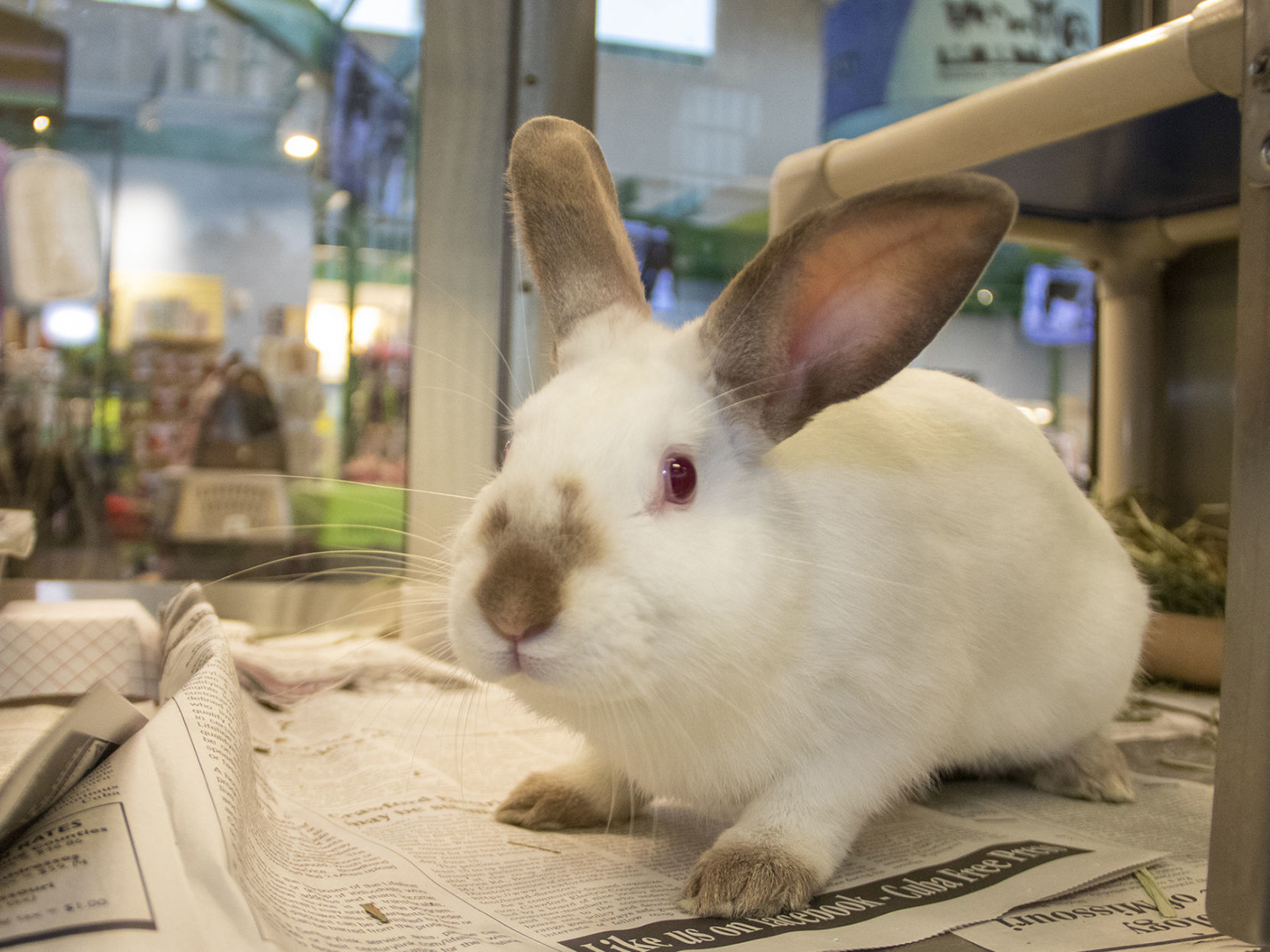 Last week's pet, still available: Lewis